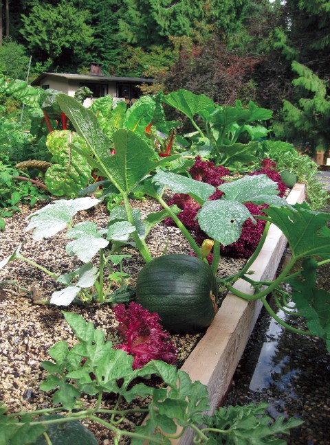 Vegetable Garden on a Green Roof