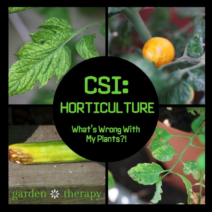 CSI Horticulture - What's Wrong with my Plants