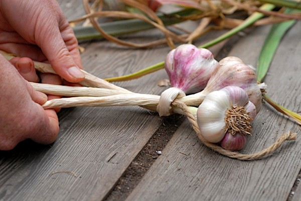Braiding three garlic bulbs together