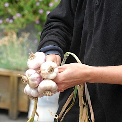 Braiding garlic bulbs fir decorative storage