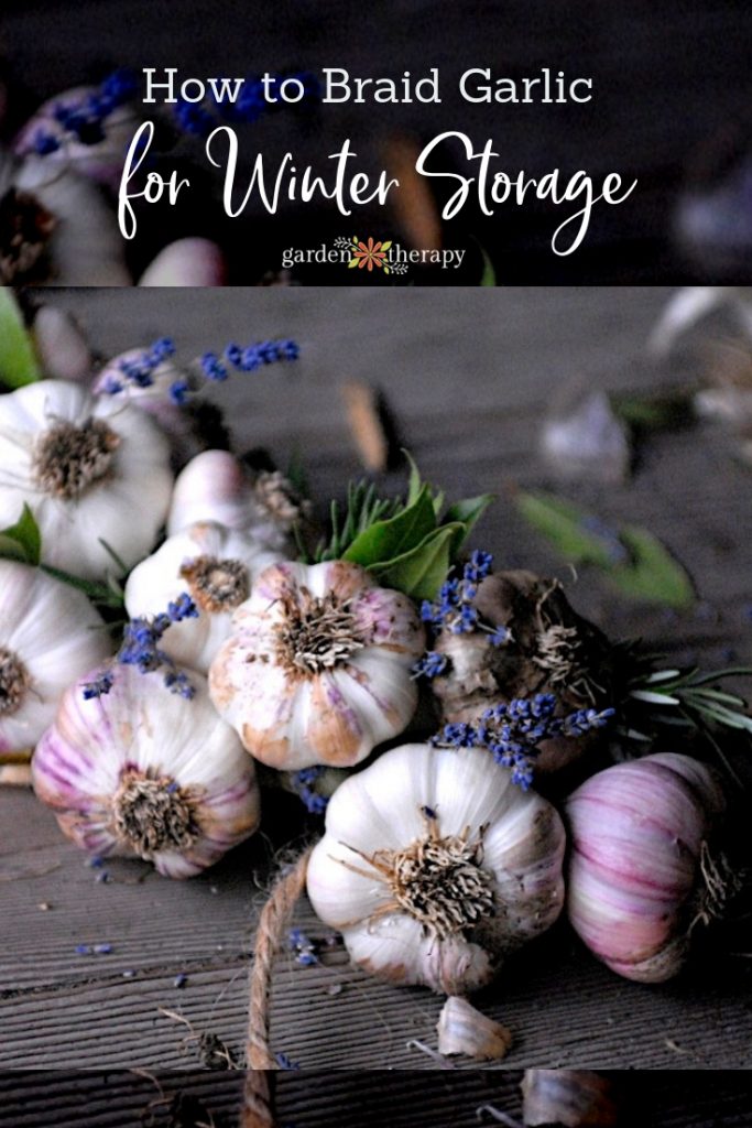 Garlic braided together with lavender flowers and copy "How to Braid Garlic for Winter Storage"