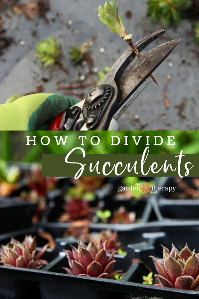 how to divide succulents