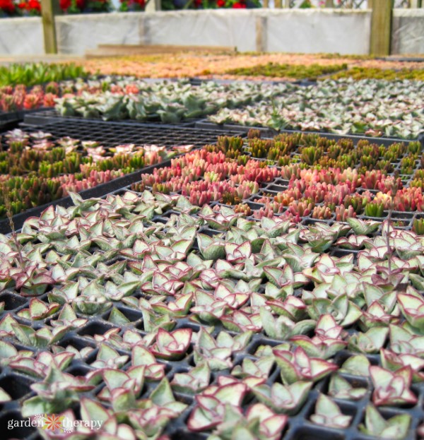 an array of succulents