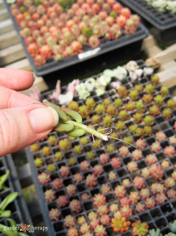 a succulent cutting