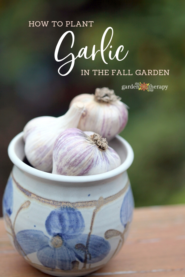 Garlic bulbs in a ceramic pot with copy "How to Plant Garlic in the Fall Garden"