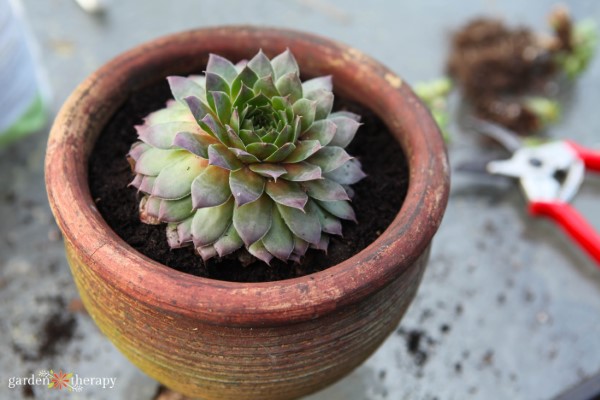 Succulent Leaves Falling Off? 8 Easy Fixes - Garden Therapy