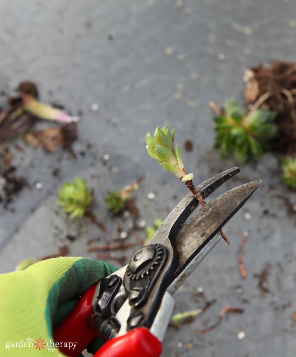 snipping succulents for propagation