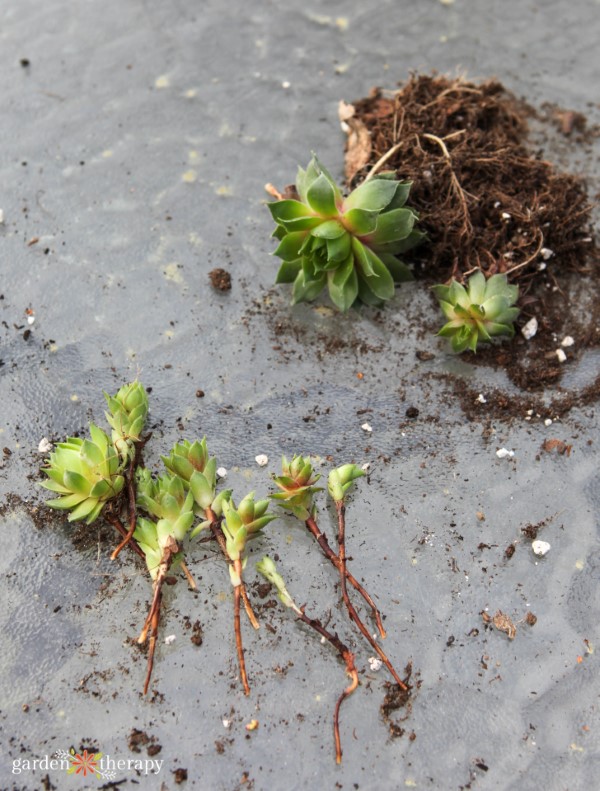 dividing succulents