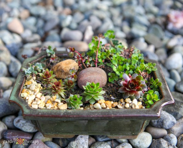 succulent planter