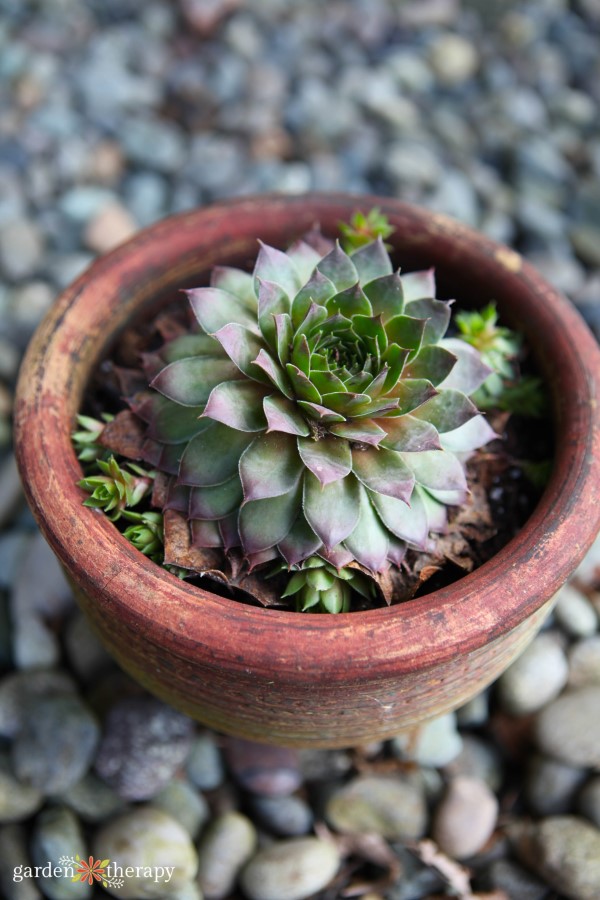 succulent with pups