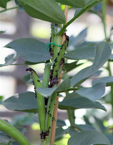 Aphids on Broad Beans