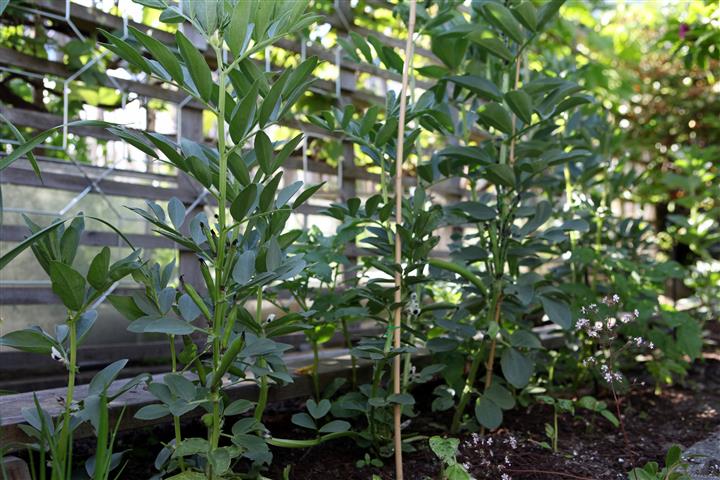 Growing Broad Beans