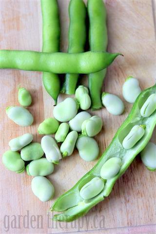 Harvesting Broad Beans via gardentherapy.ca