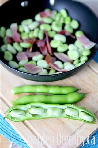 How to Cook Broad Beans via gardentherapy.ca