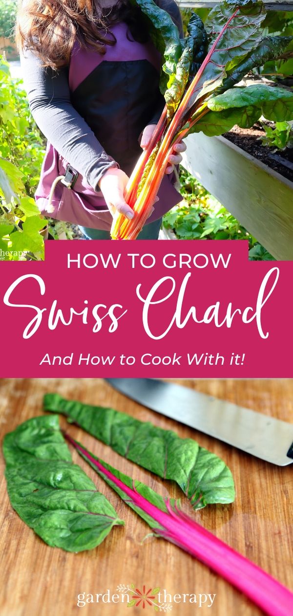 How to Grow and Cook Swiss Chard Garden Therapy