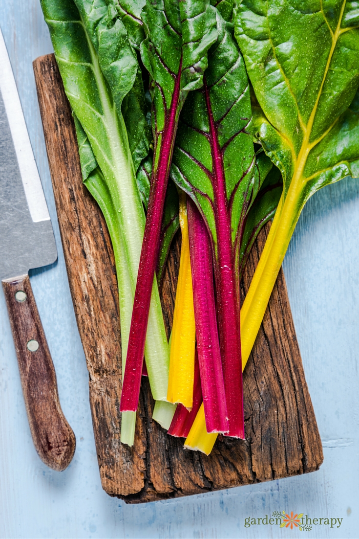 Colorful swiss chard picked from the garden