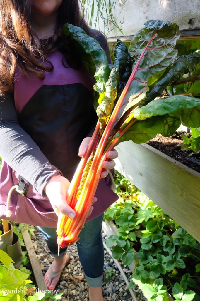 Stephanie Holding acelga cosechada