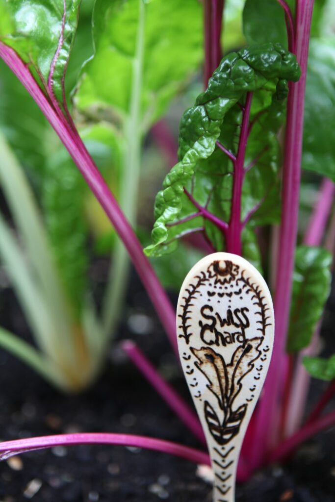 Swiss Chard Garden Marker