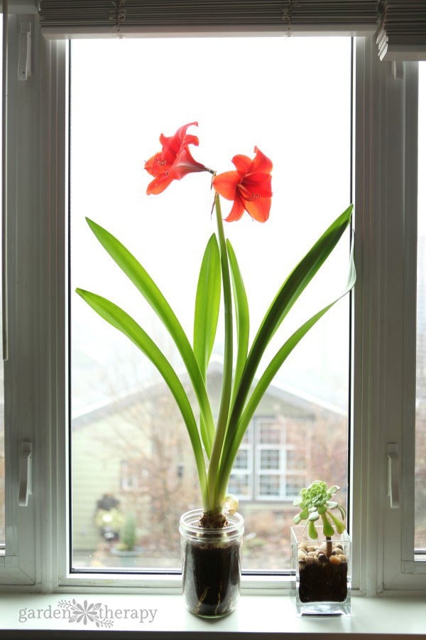 Amaryllis grow well in a Mason jar