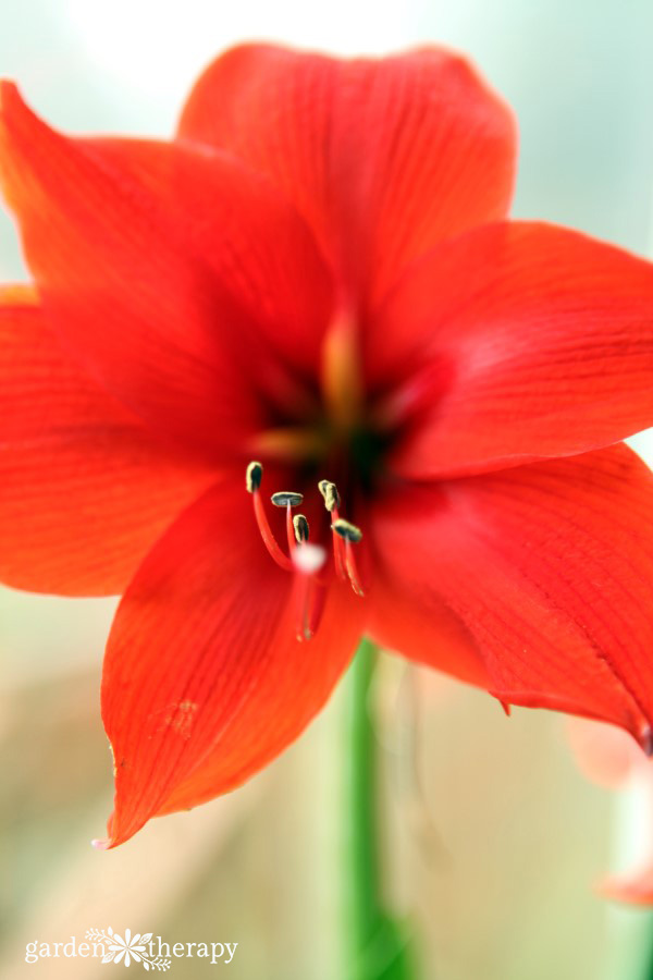 Grow amaryllis for stunning winter blooms