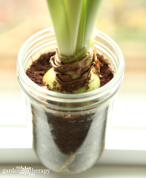 Amaryllis bulb in a mason jar