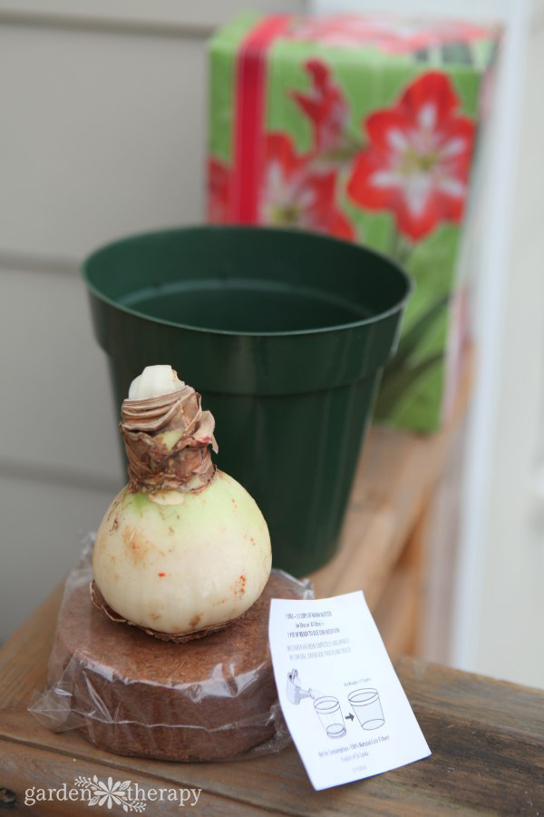 Amaryllis bulb ready to be planted