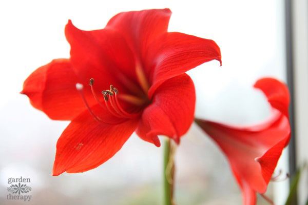 Amaryllis bloom