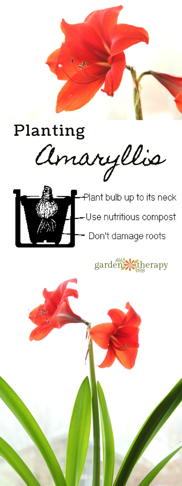 How to Grow Amaryllis in a Jar