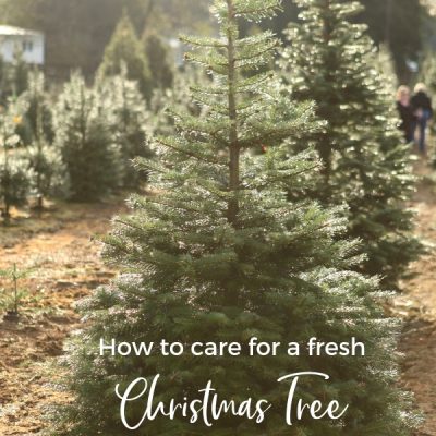 How to care for a fresh christmas tree and make it last