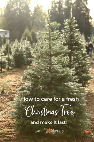 How to care for a fresh christmas tree and make it last