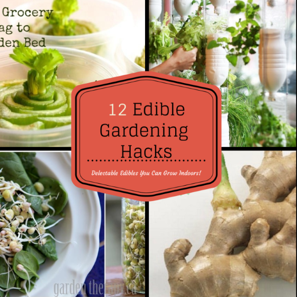 12 Edible Gardening Hacks - Creative Gardeners share how they grow food indoors in unique ways! 