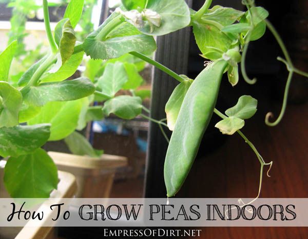 How to Grow Peas Indoors