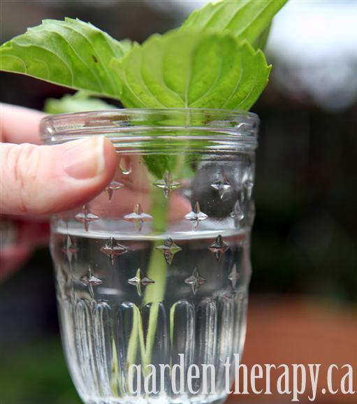 propagating basil from cuttings to help the plant live during the winter months