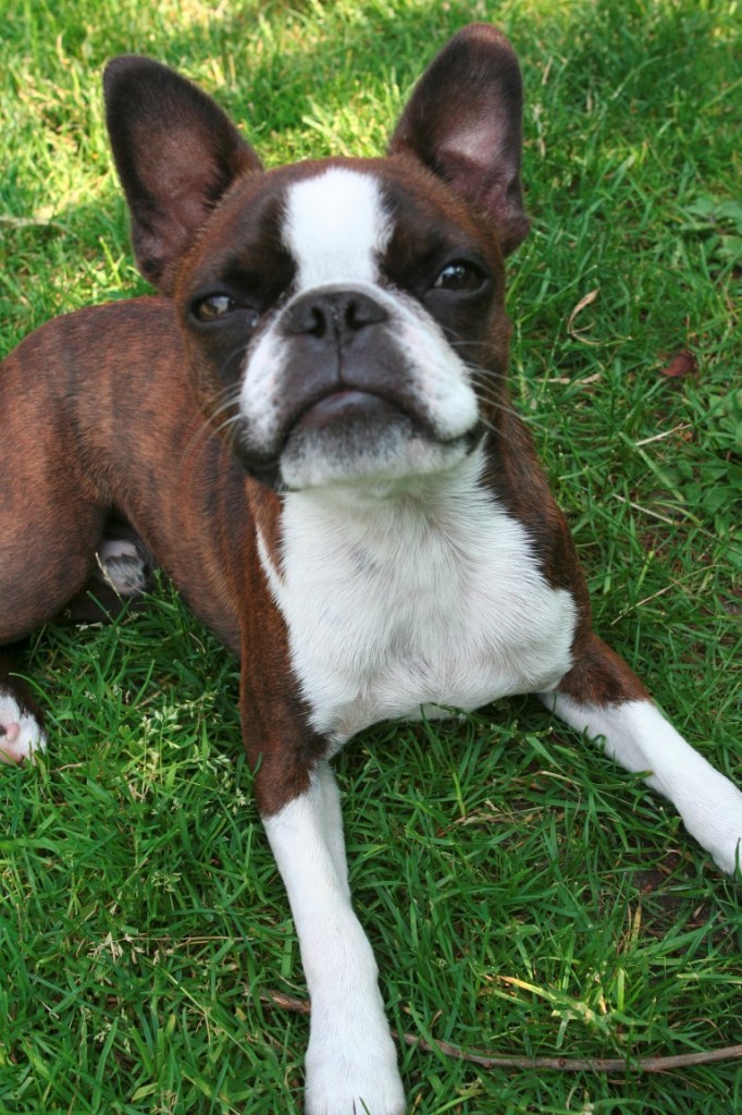 Meatball the Boston Terrier