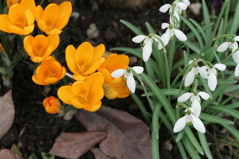 crocus and snowdrop flowers