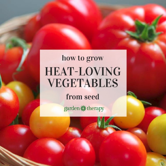 how to start the seeds for heat-loving Vegetables like Tomatoes, Eggplants, and Peppers