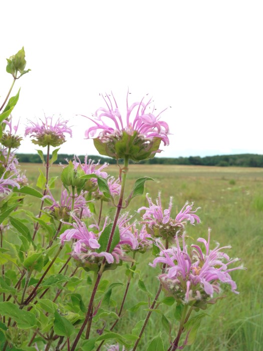 wild bergamot wildflowers