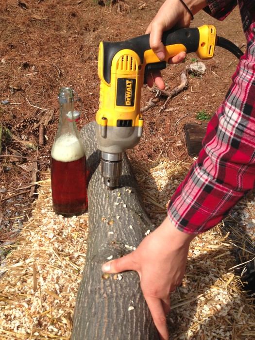 Drilling holes into a log for growing mushrooms