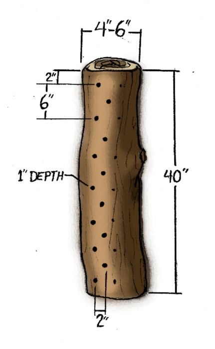 Drilling pattern for Mushroom Logs