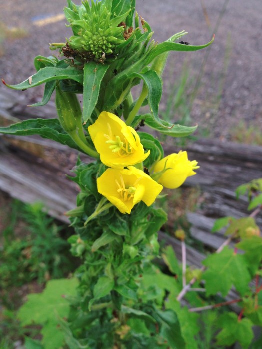 evening primrose wildflowers