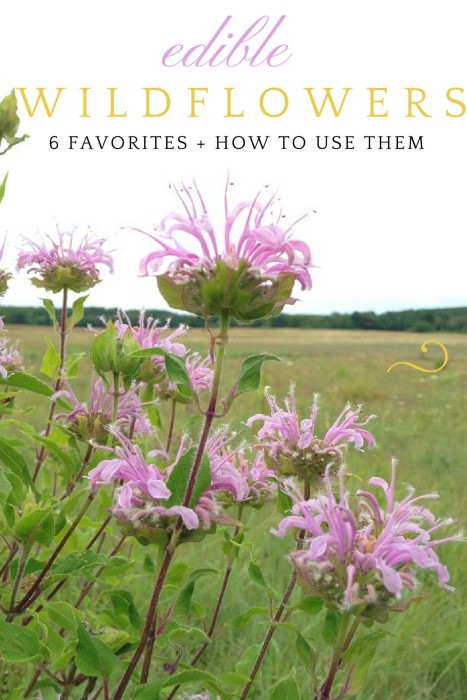 Edible Wildflowers: Grow it! Eat it!