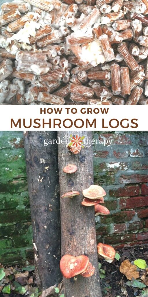 PART 3: Grow Mushrooms in a Straw Bale — Central Texas Mycological