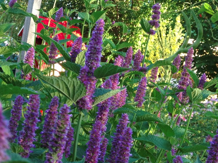 Lavender hyssop wildflowers you can eat