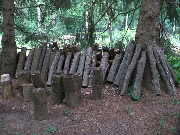 Leaning logs ready to fruit mushrooms under evergreens