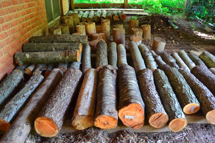 Logs under deck during spawn run for growing mushrooms