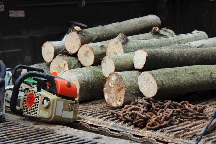 Maple Logs ready to inoculate for growing mushrooms