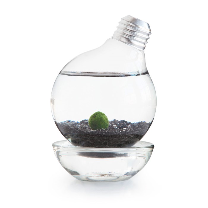 Marimo Ball Light Bulb Terrarium found at UncommonGoods