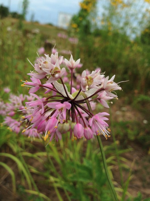 A beautiful allium with pastel pink flowers, nodding wild onion is edible in its entirety.
