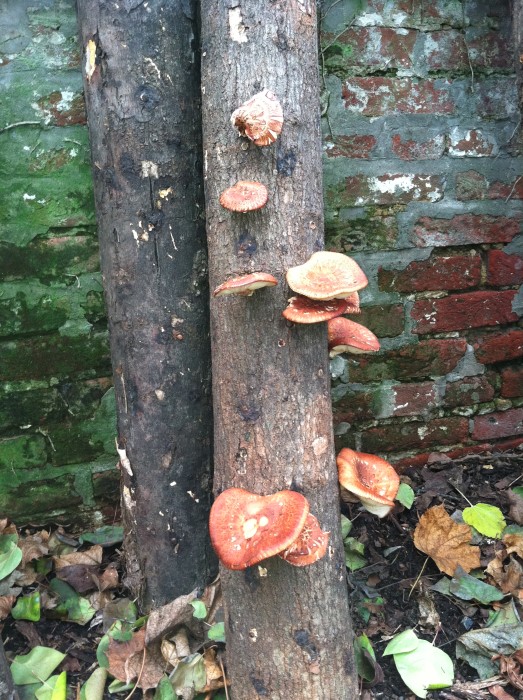 Logs growing shiitake mushrooms 