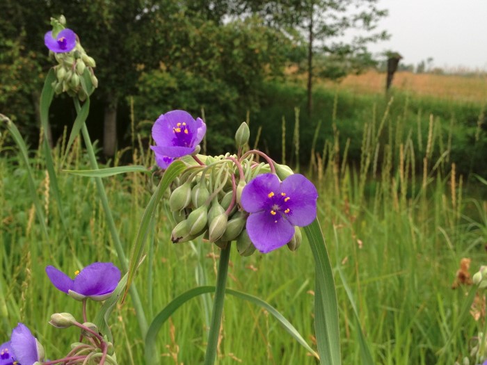 Small violet spiderwort growing in a field are edible and easy to forage 